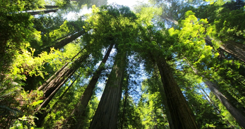 Best 10 Things to Do In Santa Cruz