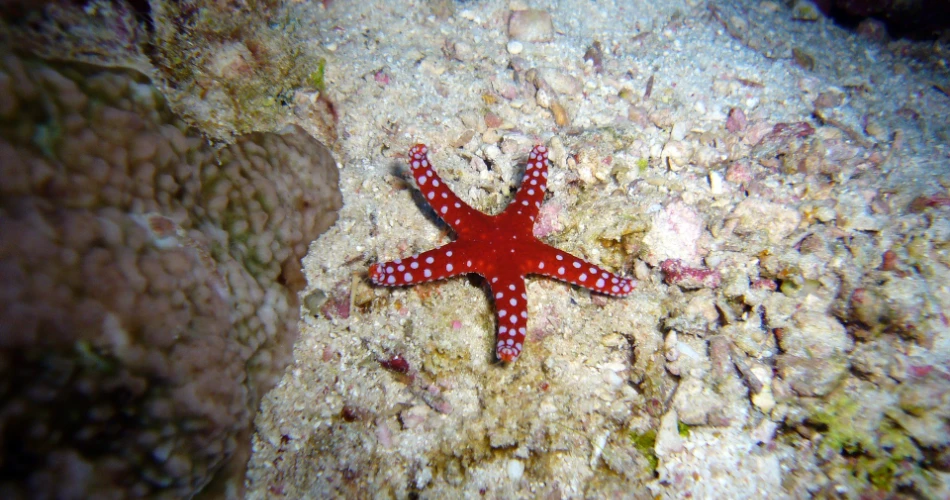Best 10 Things to Do In Santa Cruz
